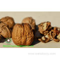 Walnut Kernels Light Amber Quarters(LAQ)from Yunnan